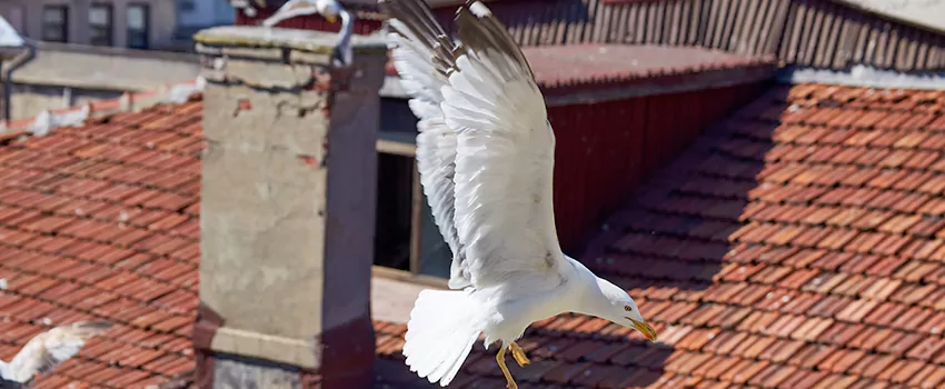 Residential Chimney Animal Removal Solution in Maywood, CA