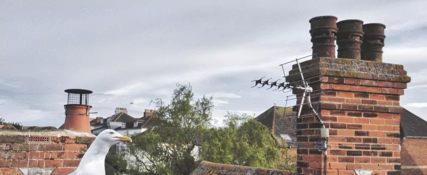 Chimney Cleaning And Restoration in Maywood, California